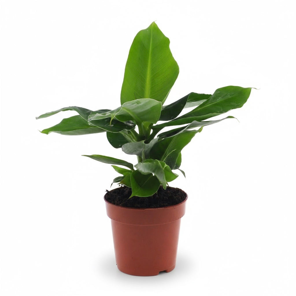 Musa Oriental Dwarf – Dwergbananenplant – Ø12 cm – ↕25 cm - Verdeia - 1