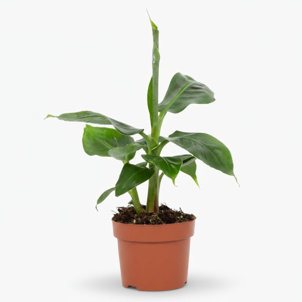Musa tropicana — Indoor Banana Plant - Verdeia - 1