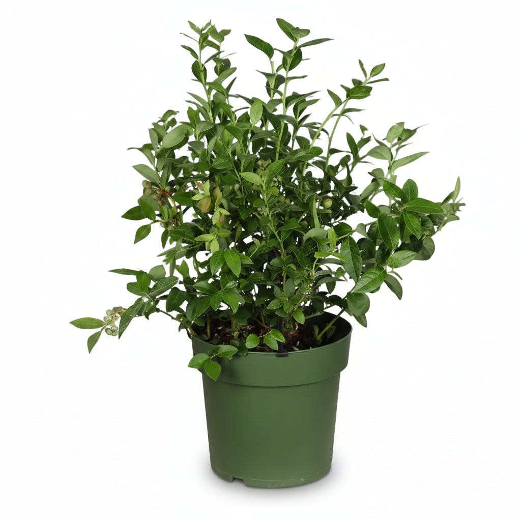 Arándano enano Vaccinium corymbosum ‘Bingo Blue’ ecológico - 23 x 50 cm - Verdeia - 1