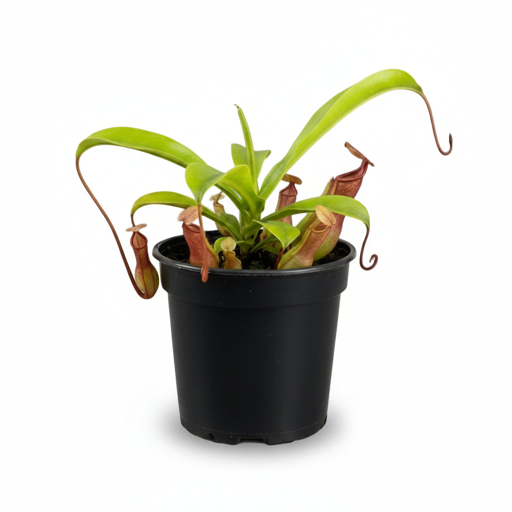 Nepenthes alata — Ø12cm - H17cm - Verdeia - 1