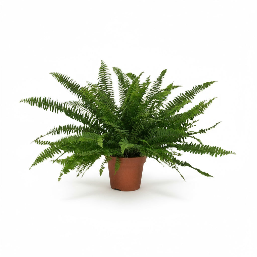 Nephrolepis ‘Green Lady’ – Fougère de Boston - Verdeia