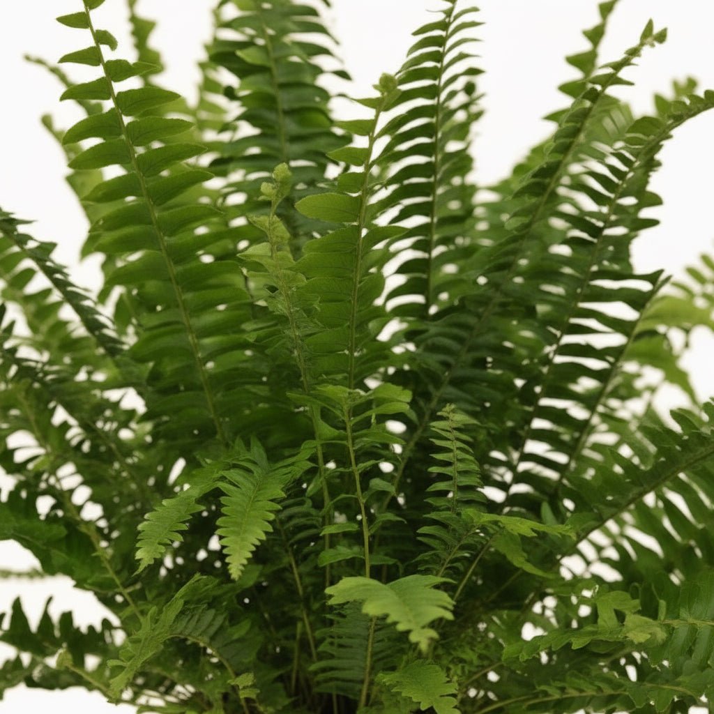 Nephrolepis ‘Green Lady’ – Bostonfarn - Verdeia - 2