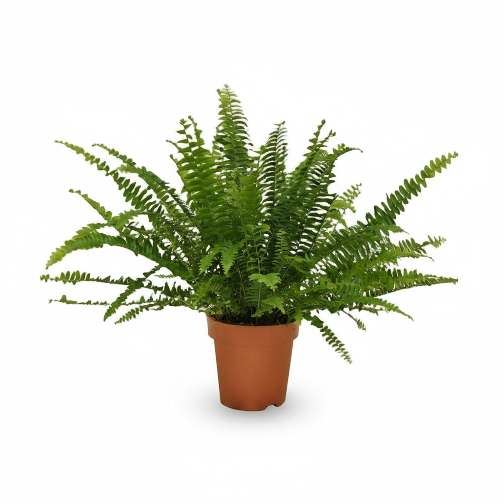 Nephrolepis ‘Green Lady’ – Bostonfarn - Verdeia - 1