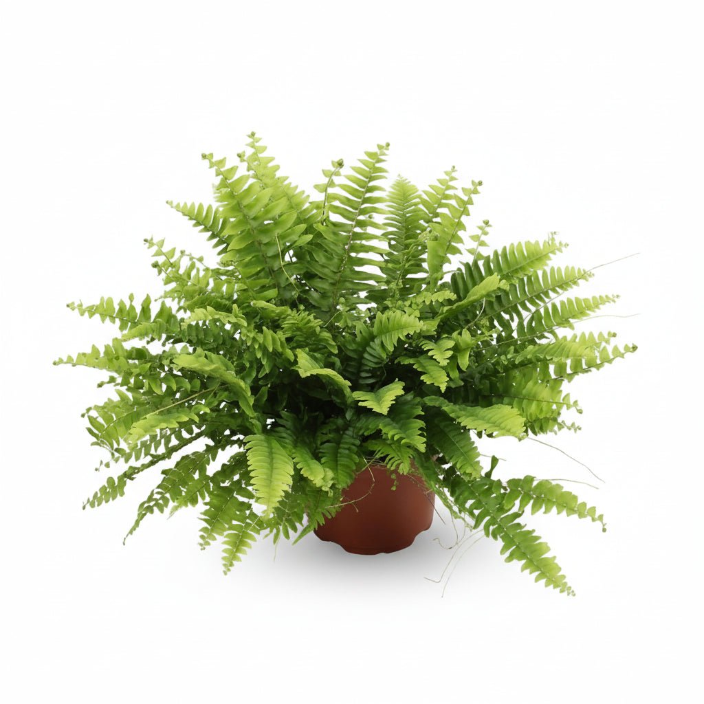 Nephrolepis &