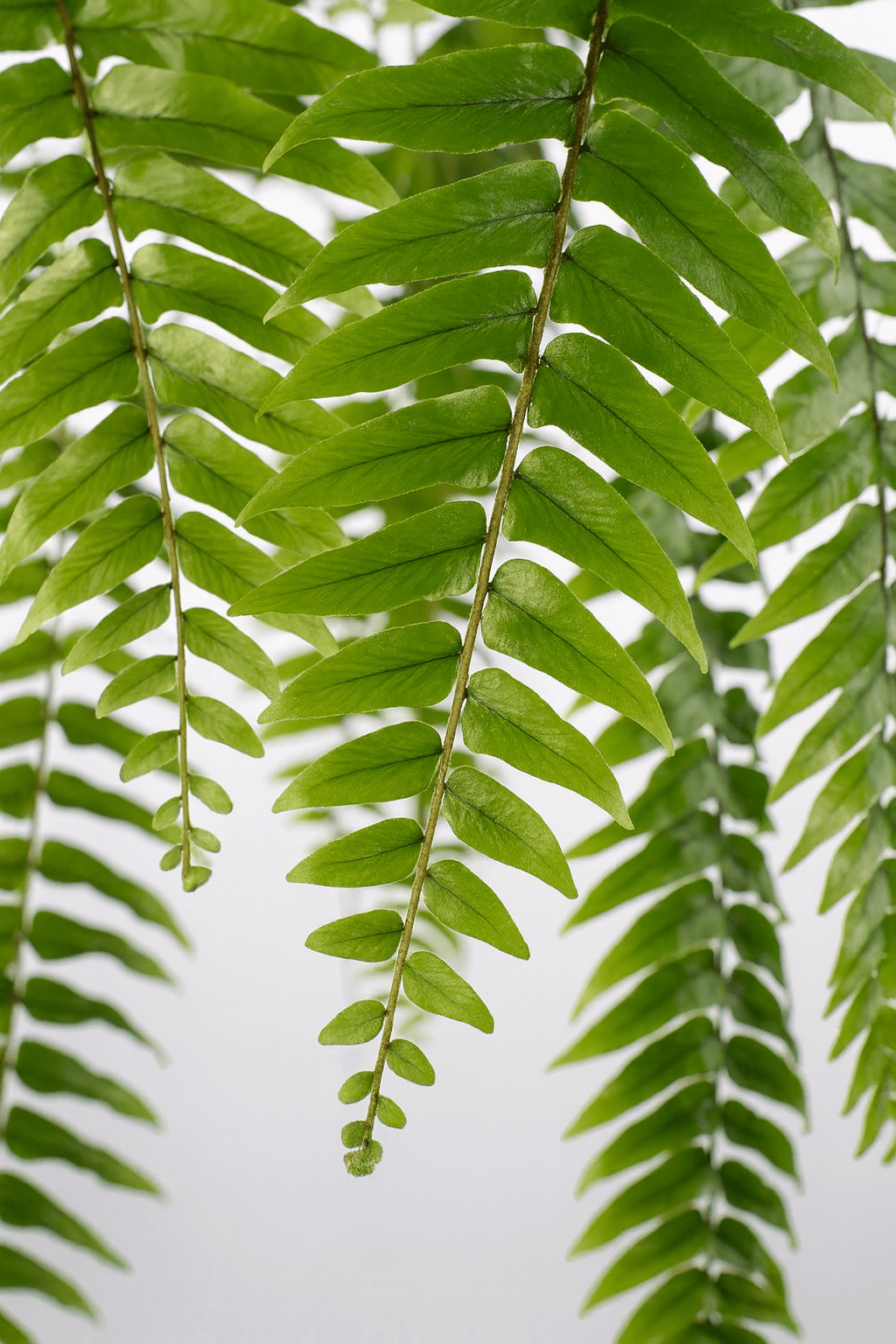 Nephrolepis ‘Macho’ – Grande felce tropicale - D20 x H100 cm - Verdeia - 2