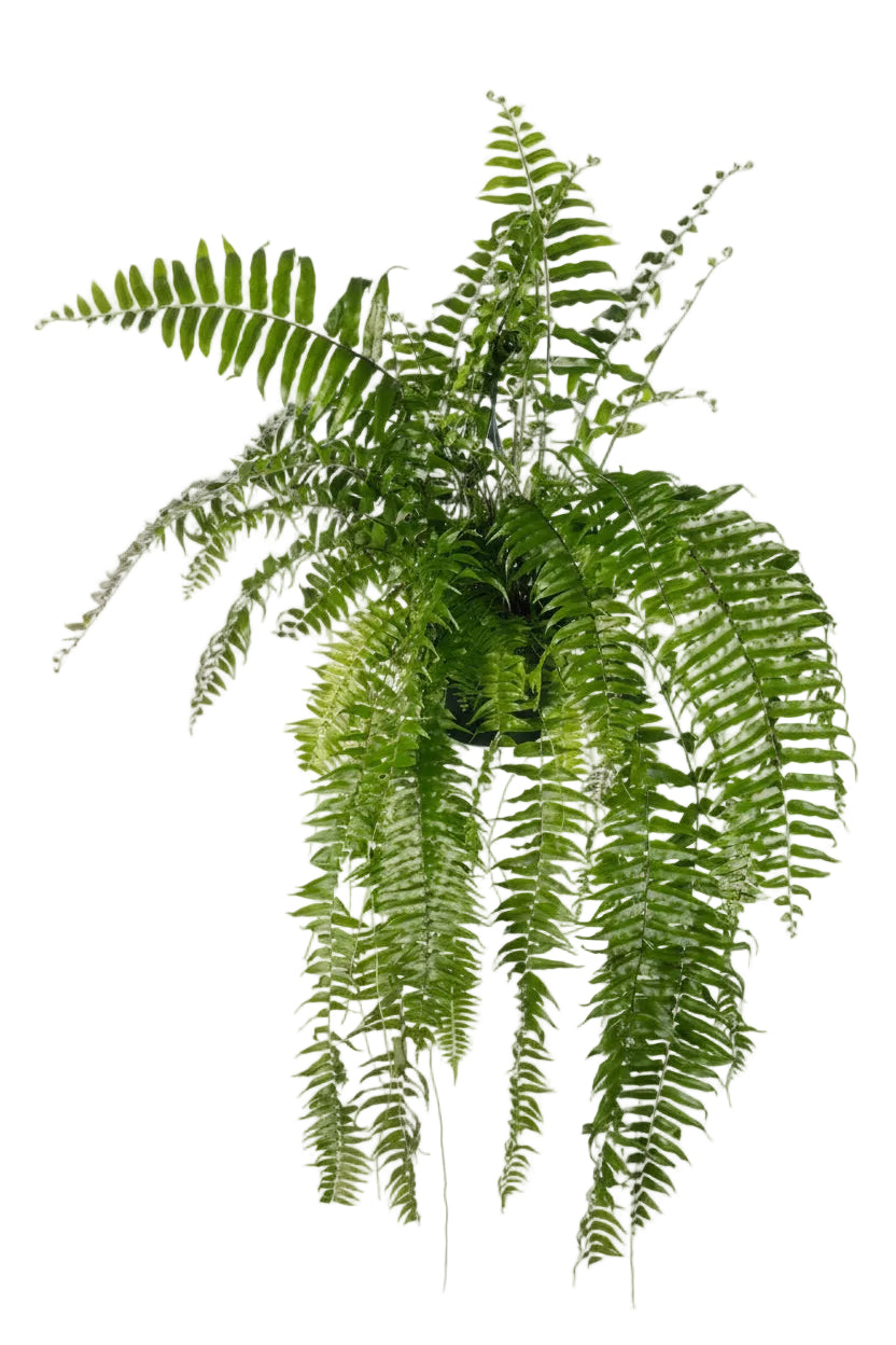 Nephrolepis ‘Macho’ – Helecho tropical grande - D20 x H100 cm - Verdeia - 1