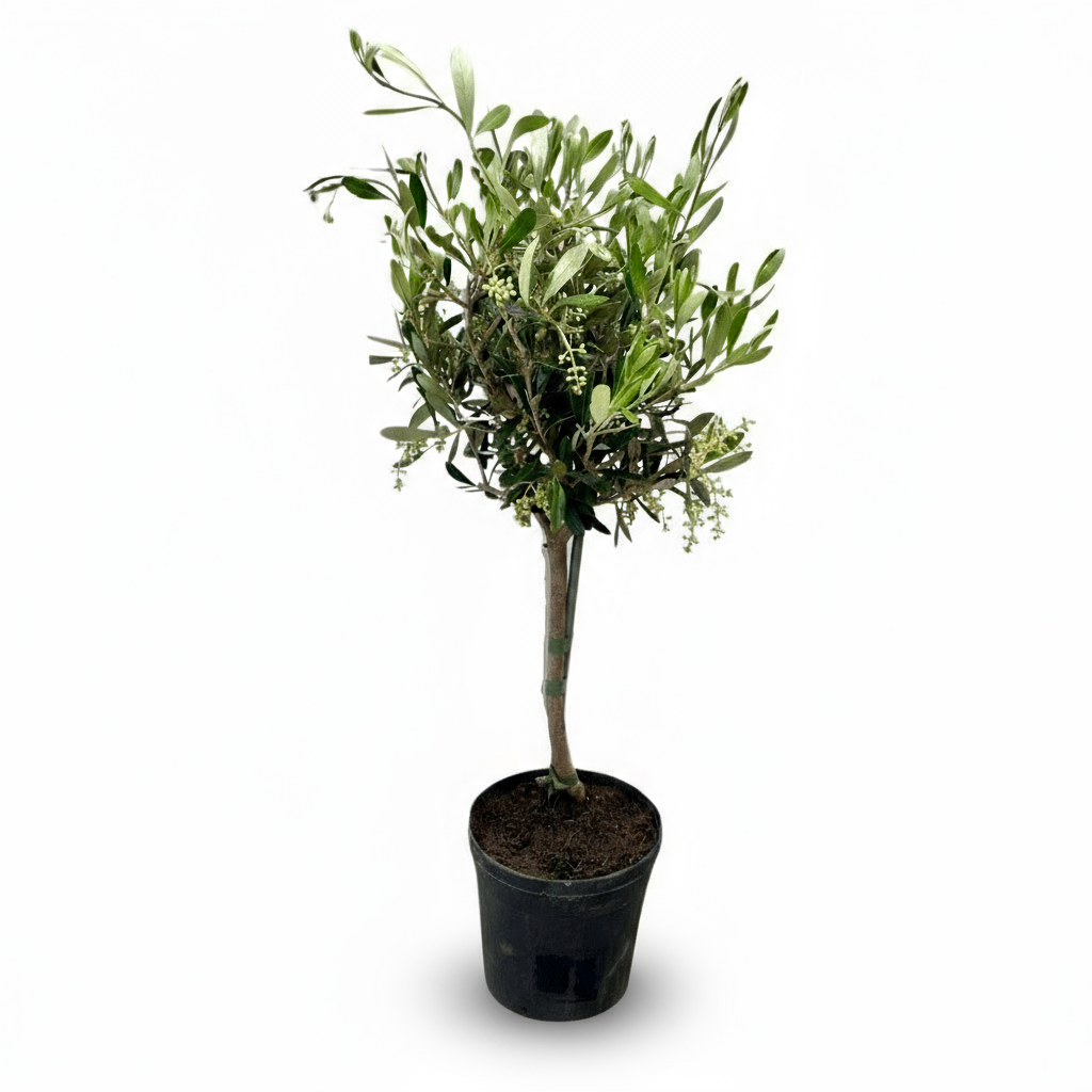 Olea europaea – Olivo de interior y exterior - Verdeia - 1