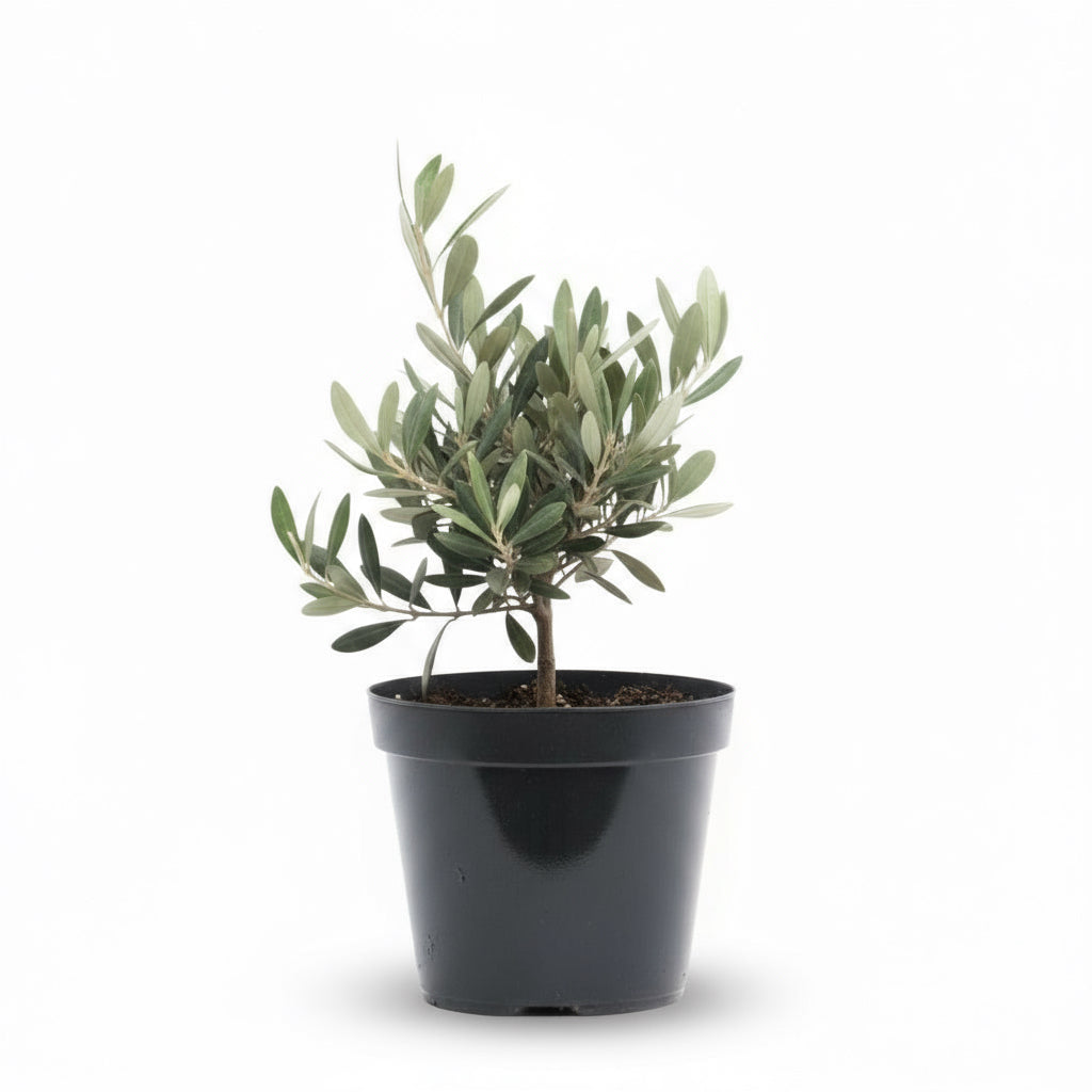 Olea europaea – Olivo de interior y exterior - Verdeia - 6