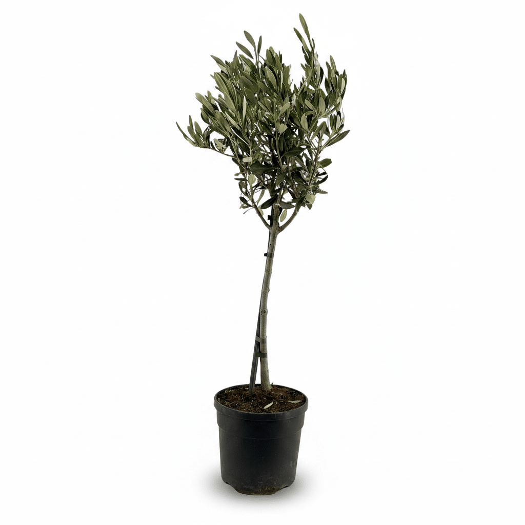 Olea europaea (Olivier) - Verdeia - 8
