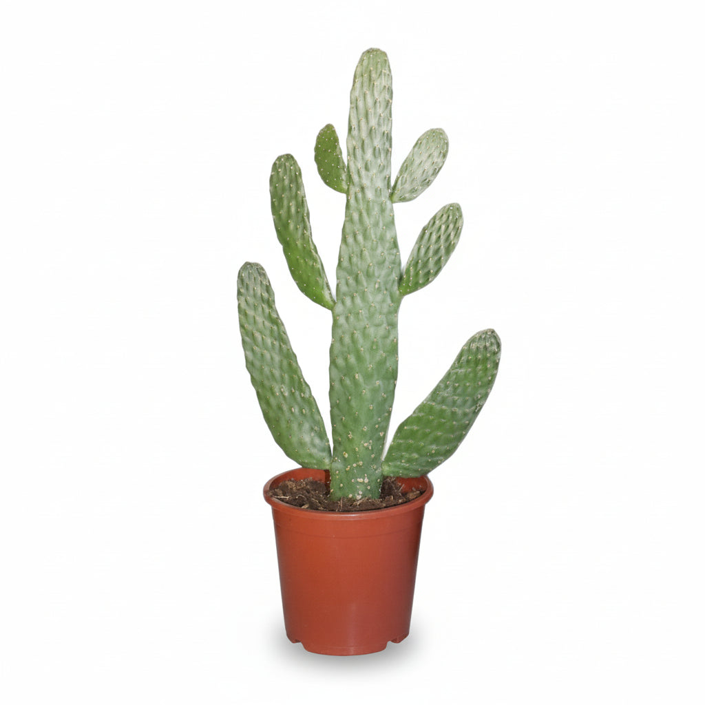 Opuntia Rubescens Consolea — Cacto-raquete - Verdeia - 5