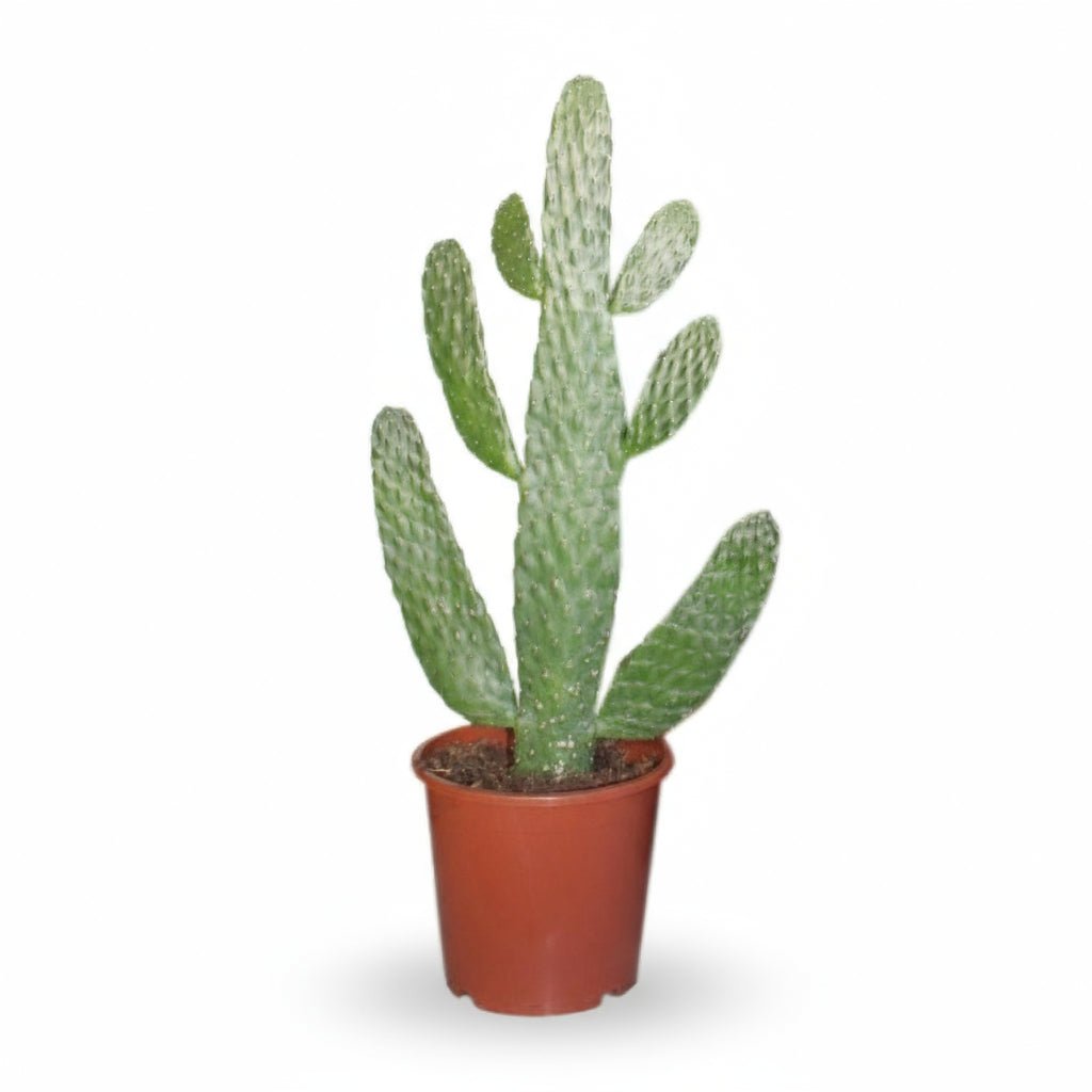 Opuntia Rubescens Consolea — Cactus raqueta - Verdeia - 5