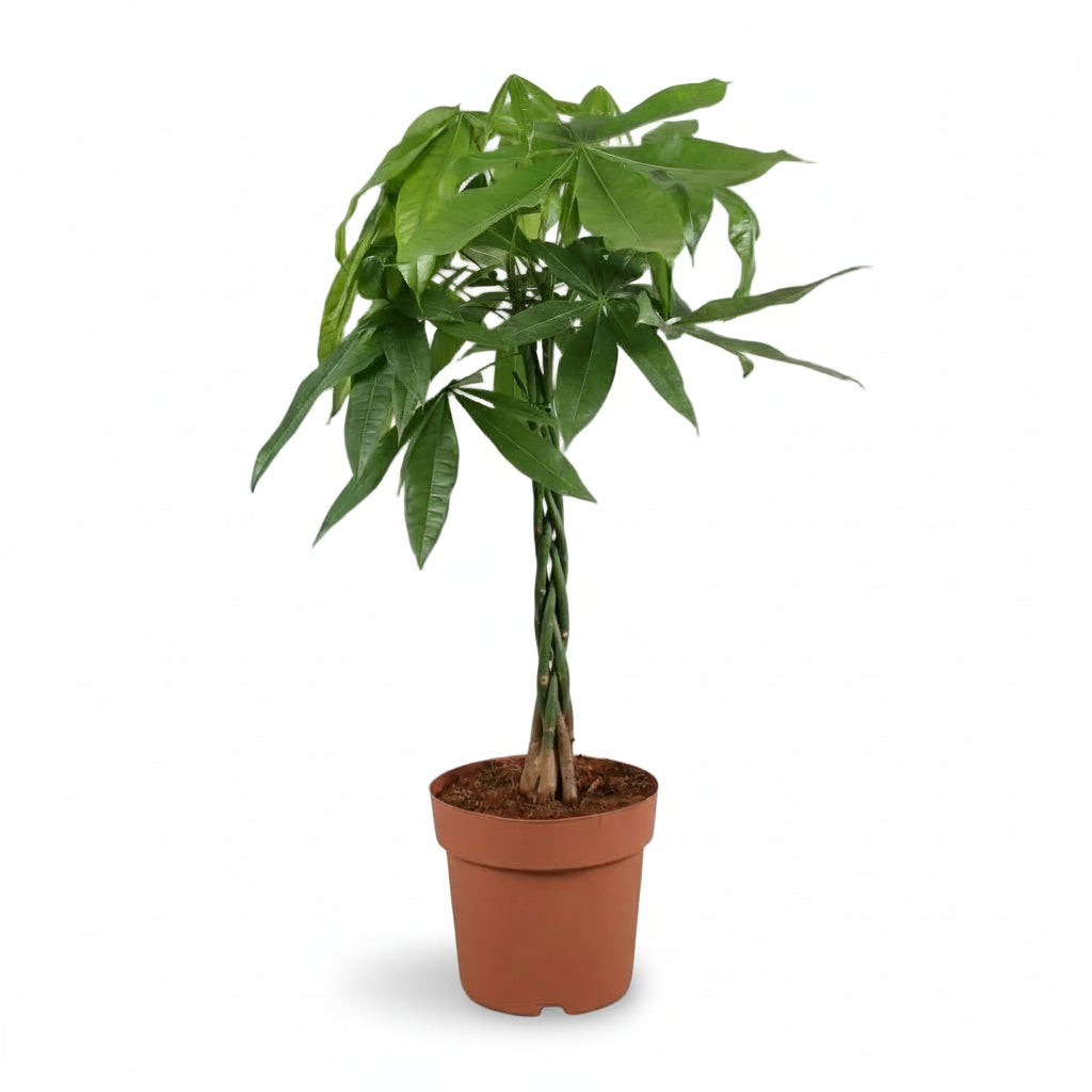 Pachira aquatica — Árbol del dinero - Verdeia - 5