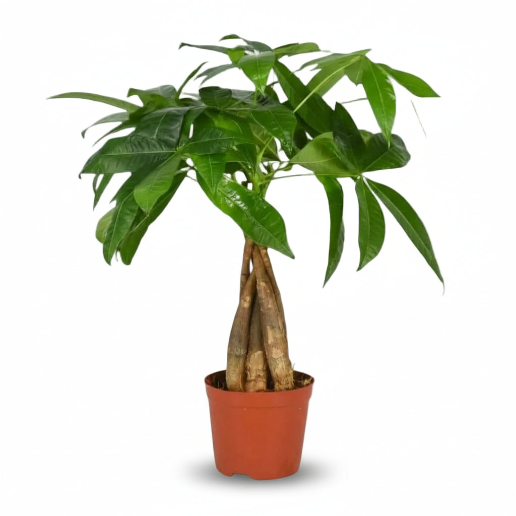 Pachira aquatica — Árbol del dinero - Verdeia - 4
