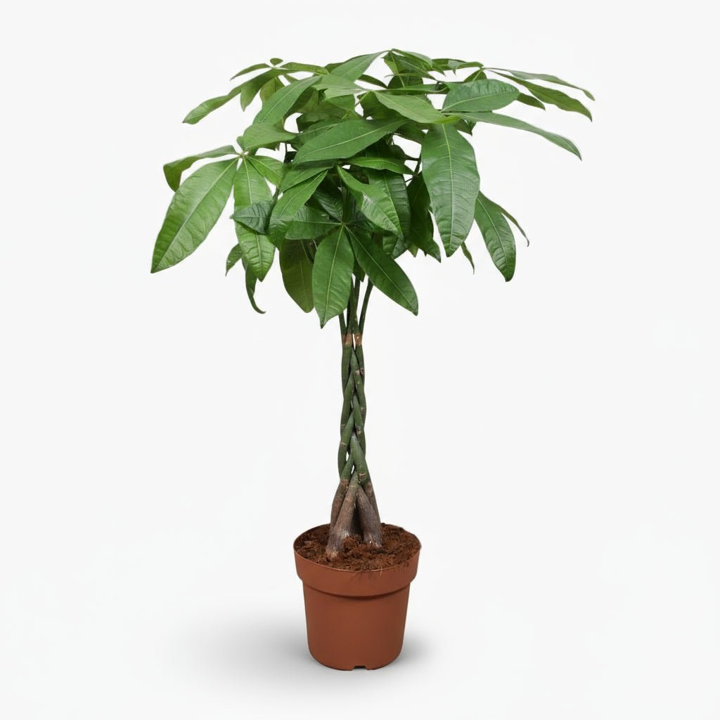 Pachira aquatica — Árbol del dinero - Verdeia - 1