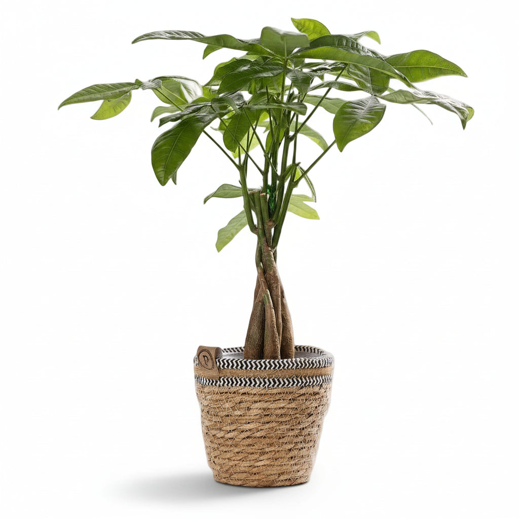 Pachira aquatica — Árbol del dinero — Ø12 x H45 cm — Listo para colocar — Cesta trenzada natural - Verdeia - 1