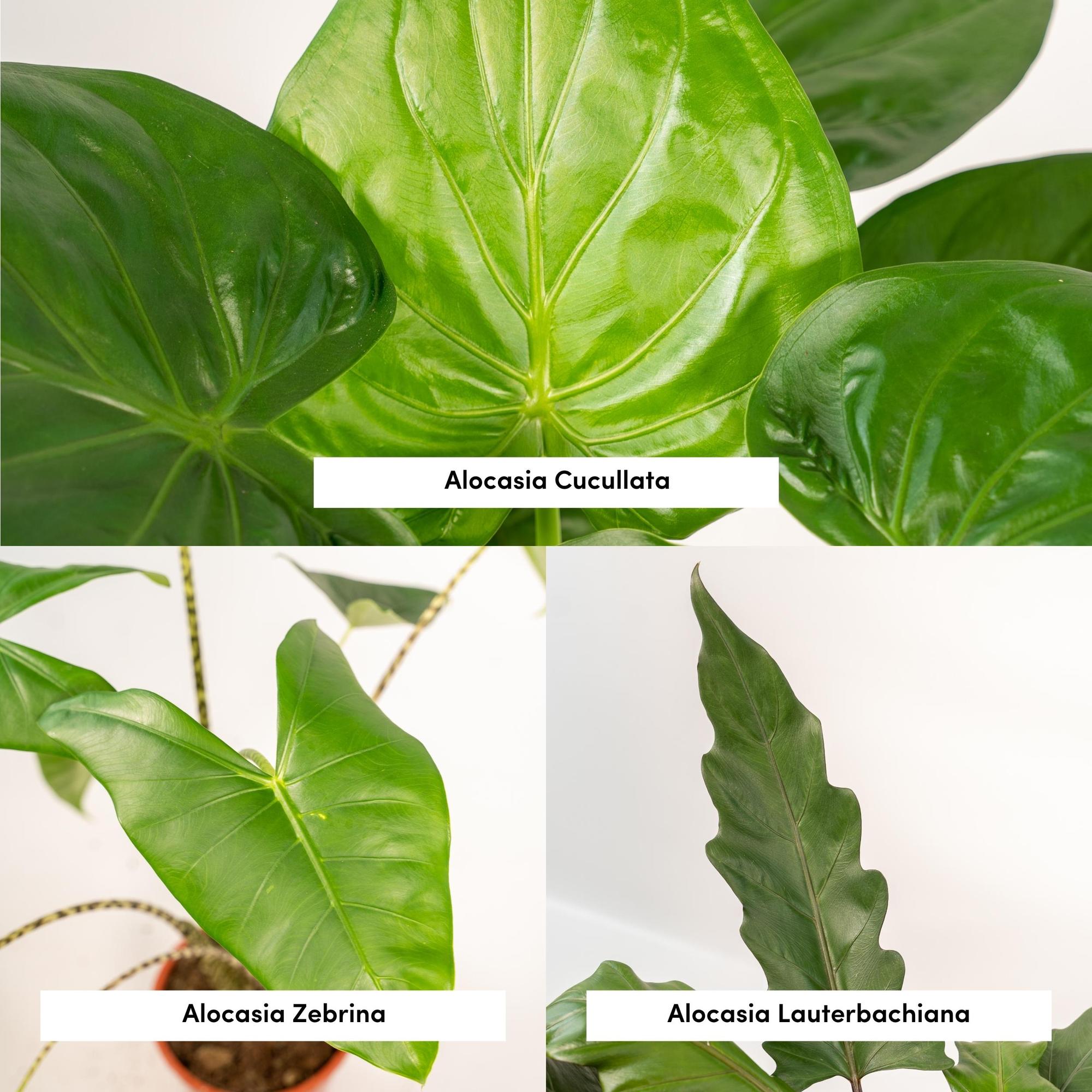 Pakke med 3 Alocasia — Zebrina + Cucullata + Lauterbachiana — 3 planter - Verdeia - 2