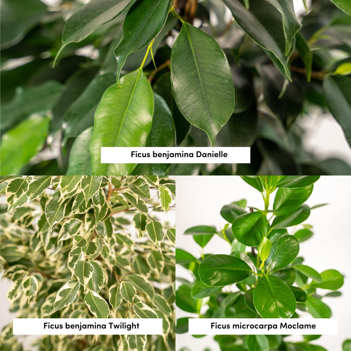 Pack 3 Ficus — Benjamina Danielle + Twilight + Microcarpa — 3 plantes - Verdeia - 2