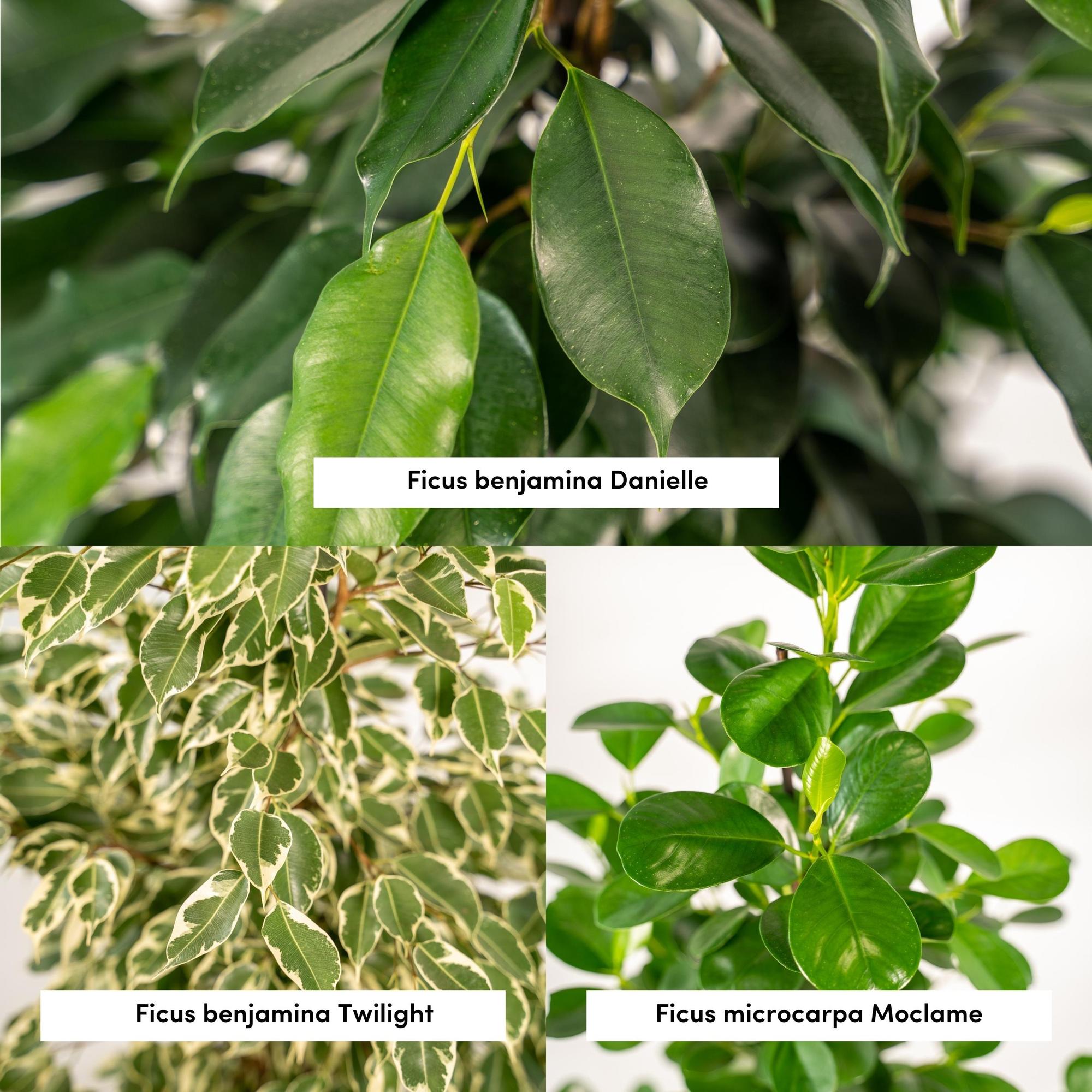 Pack de 3 Ficus — Benjamina Danielle + Twilight + Microcarpa — 3 plantas - Verdeia - 2