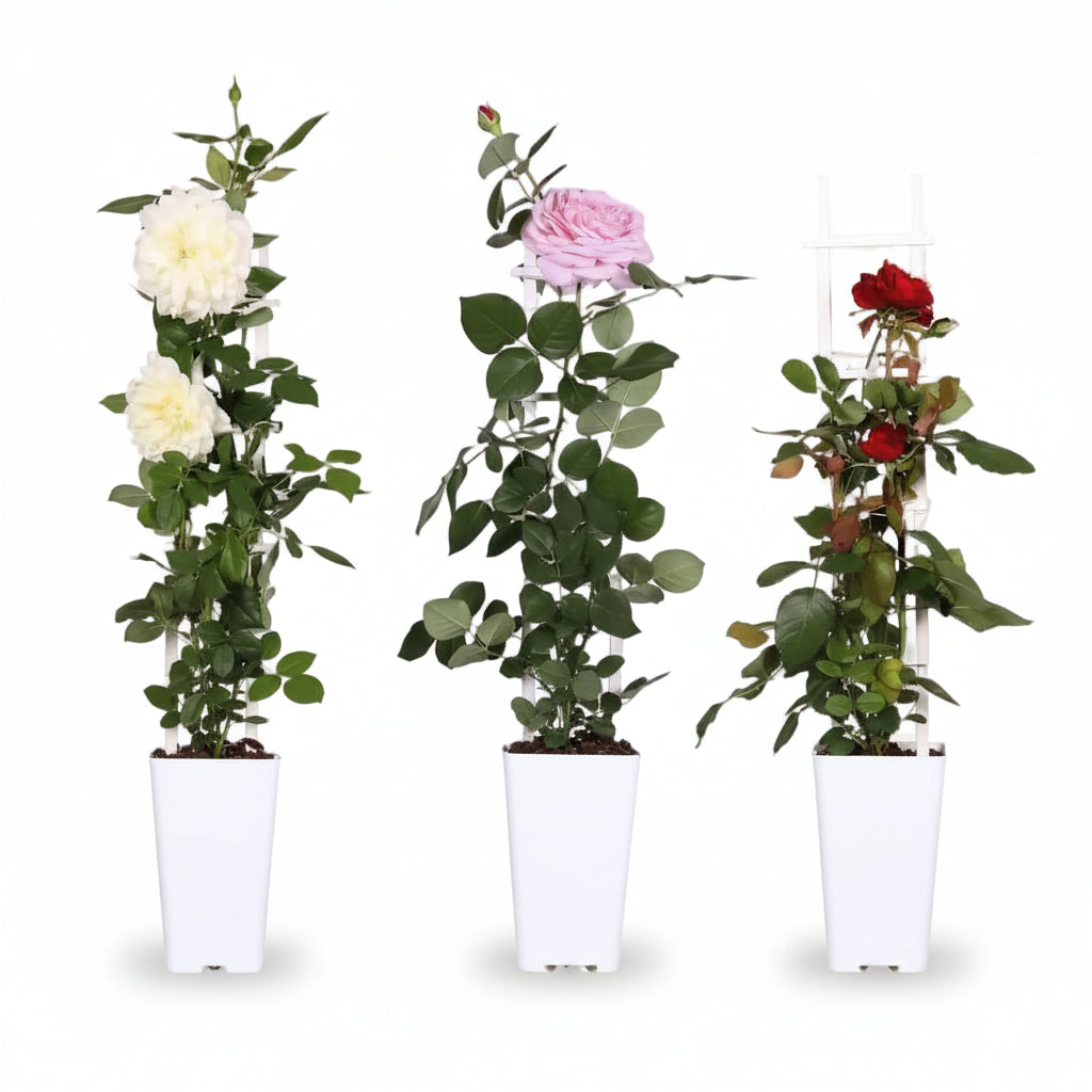 Pack 3 Rosiers Rosa Crazy in Love (Rosier miniature) - H65 cm | Pot Ø15 cm - Verdeia - 1