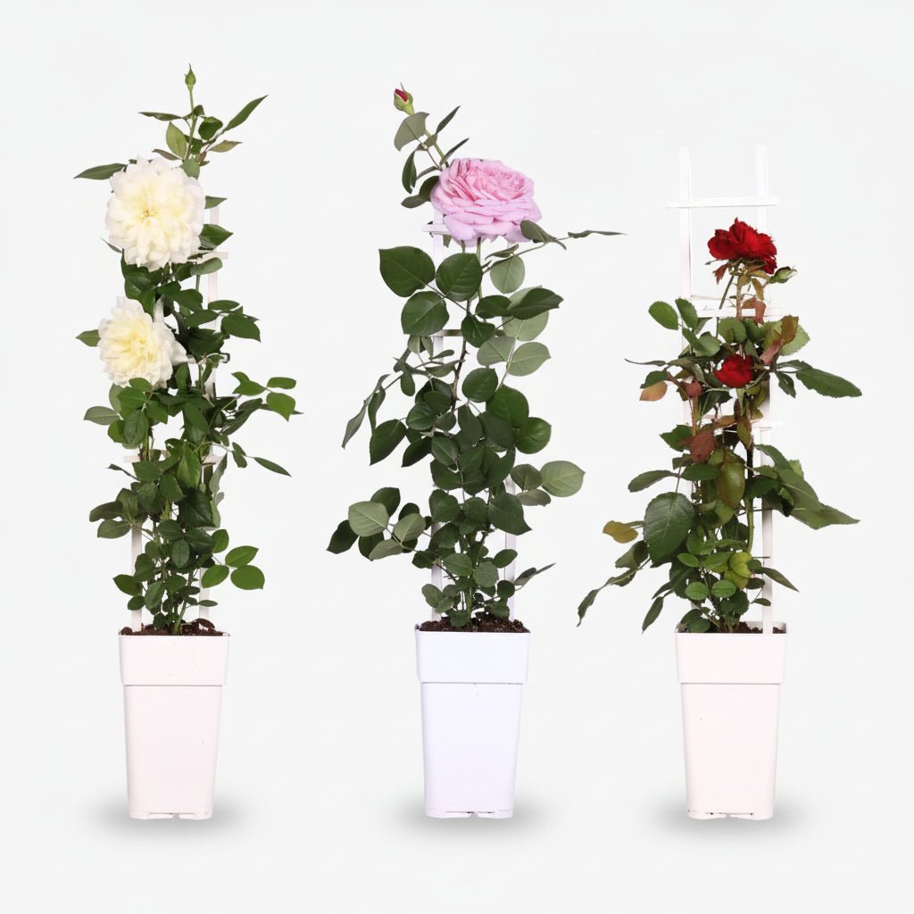 Pack 3 Rosiers Rosa Crazy in Love (Rosier miniature) - H65 cm | Pot Ø15 cm - Verdeia - 1
