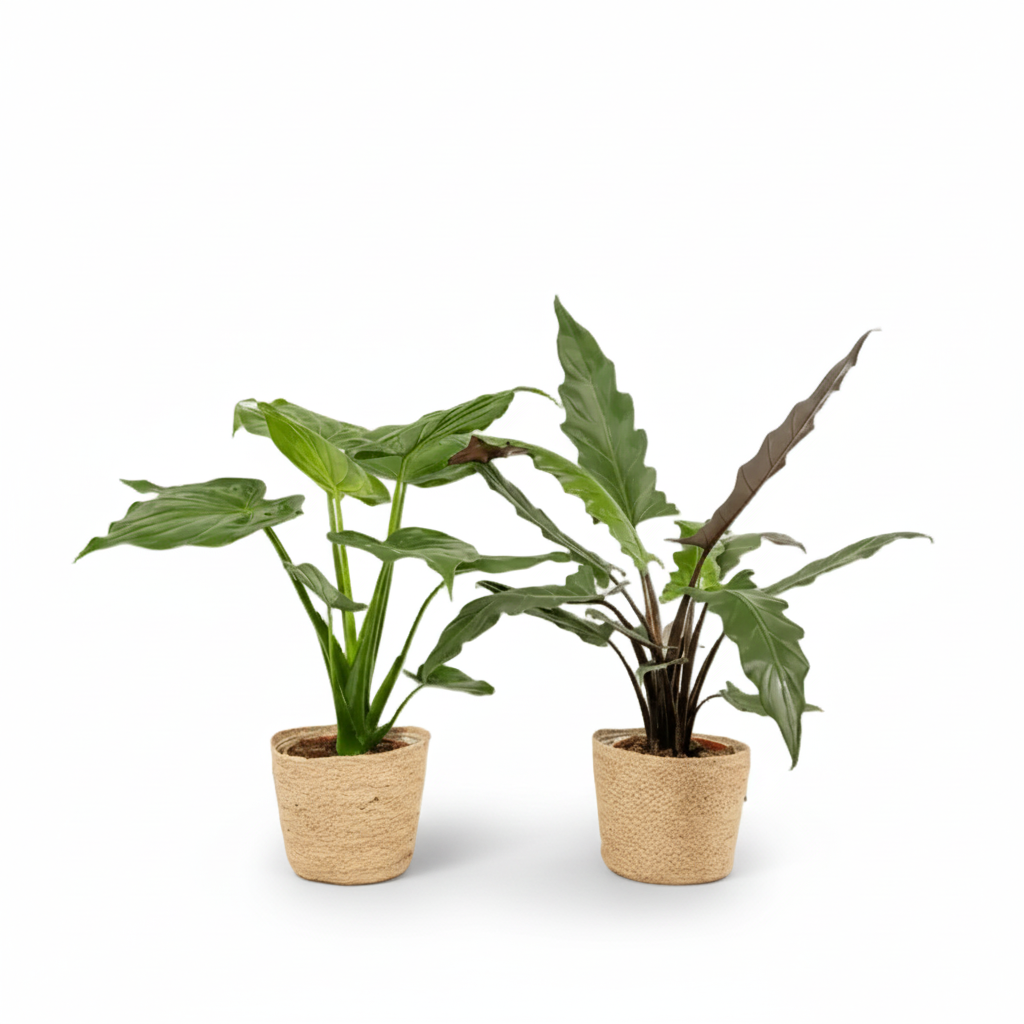 Pack Alocasia Cucullata + Lauterbachiana — Orejas de elefante — 2 plantas + 2 cestas Selin - Verdeia - 1