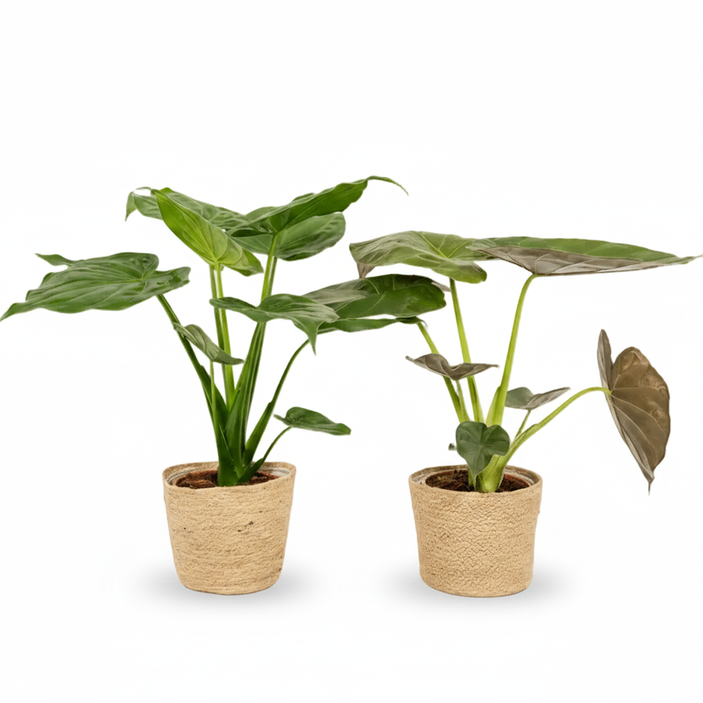 Pack Alocasia Cucullata i Wentii — Llest per col·locar — 2 plantes + 2 cistells Selin sobre fons blanc