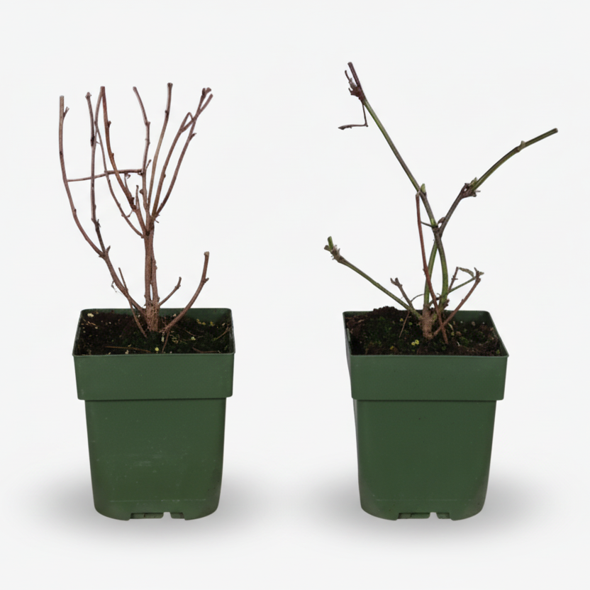 Zestaw ekologicznej morwy i maliny — Rubus — Ø13 cm — H45 cm - Verdeia - 2