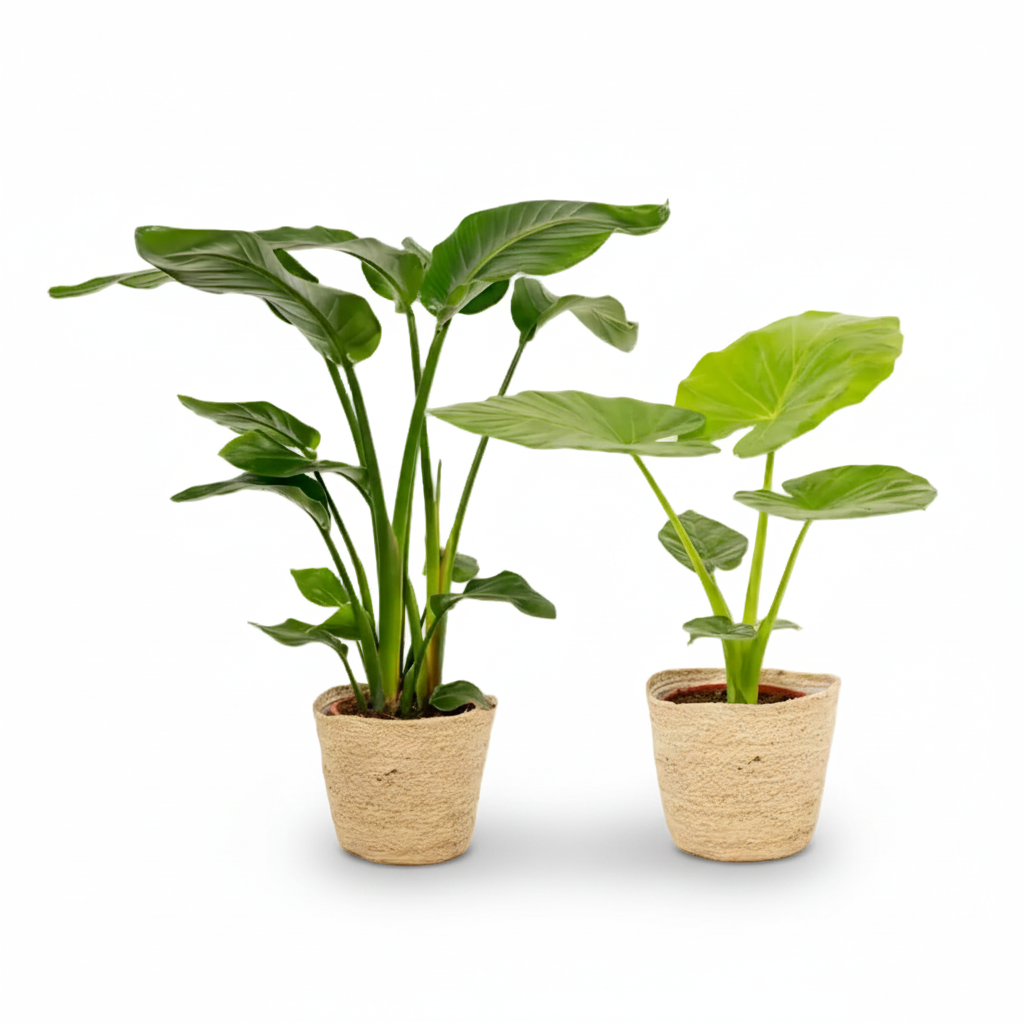 Pack Strelitzia Nicolai i Alocasia macrorrhiza — Llest per col·locar — 2 plantes + 2 cistells Selin - Verdeia - 1