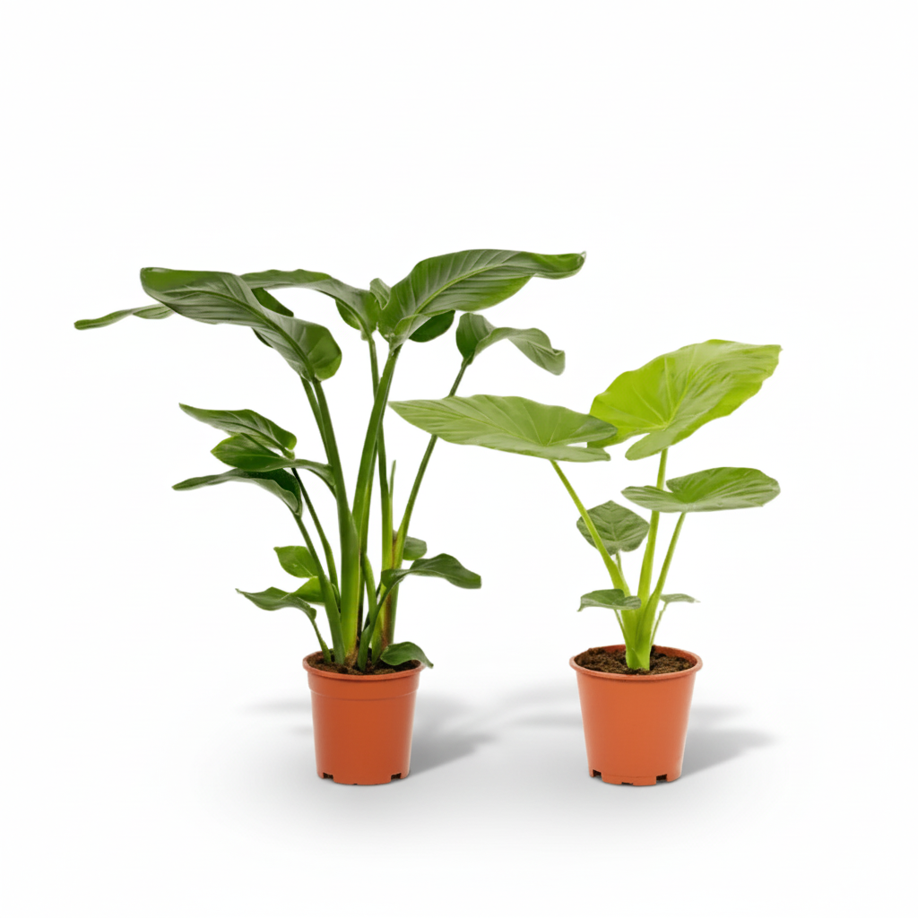 Pack Strelitzia Nicolai + Alocasia Macrorrhiza — Ave del paraíso + Oreja de elefante — 2 plantas - Verdeia - 1