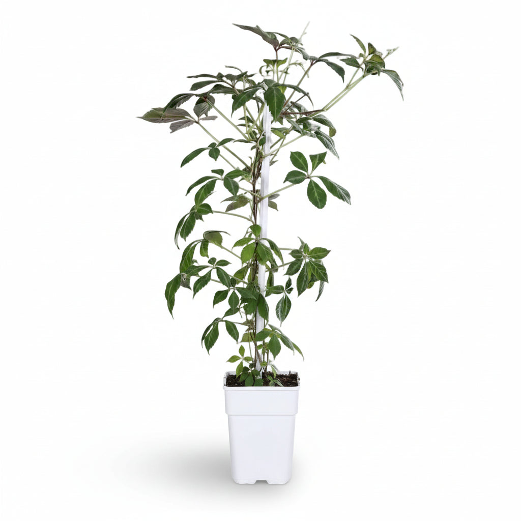 Parthenocissus henryana – Henrys vedbend – D15cm x H65cm - Verdeia - 2
