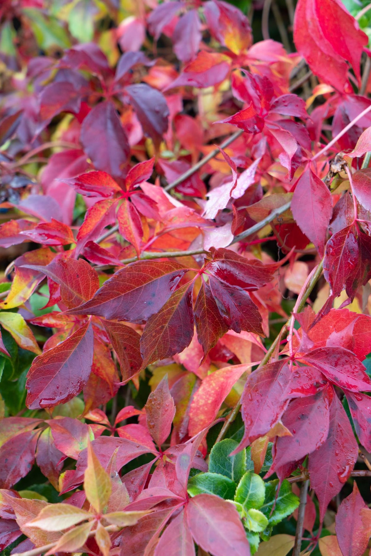 Parthenocissus henryana – Henryho břečťan – D15cm x V65cm - Verdeia - 5