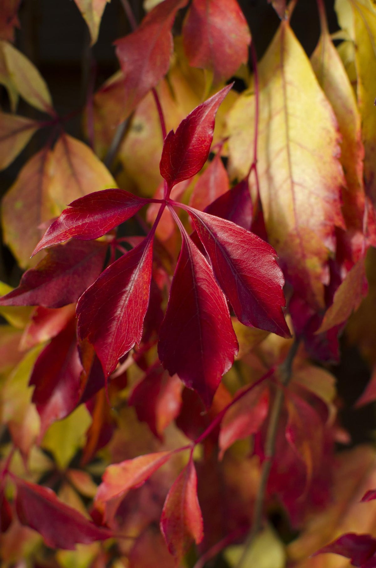 Parthenocissus henryana – Henryho břečťan – D15cm x V65cm - Verdeia - 1