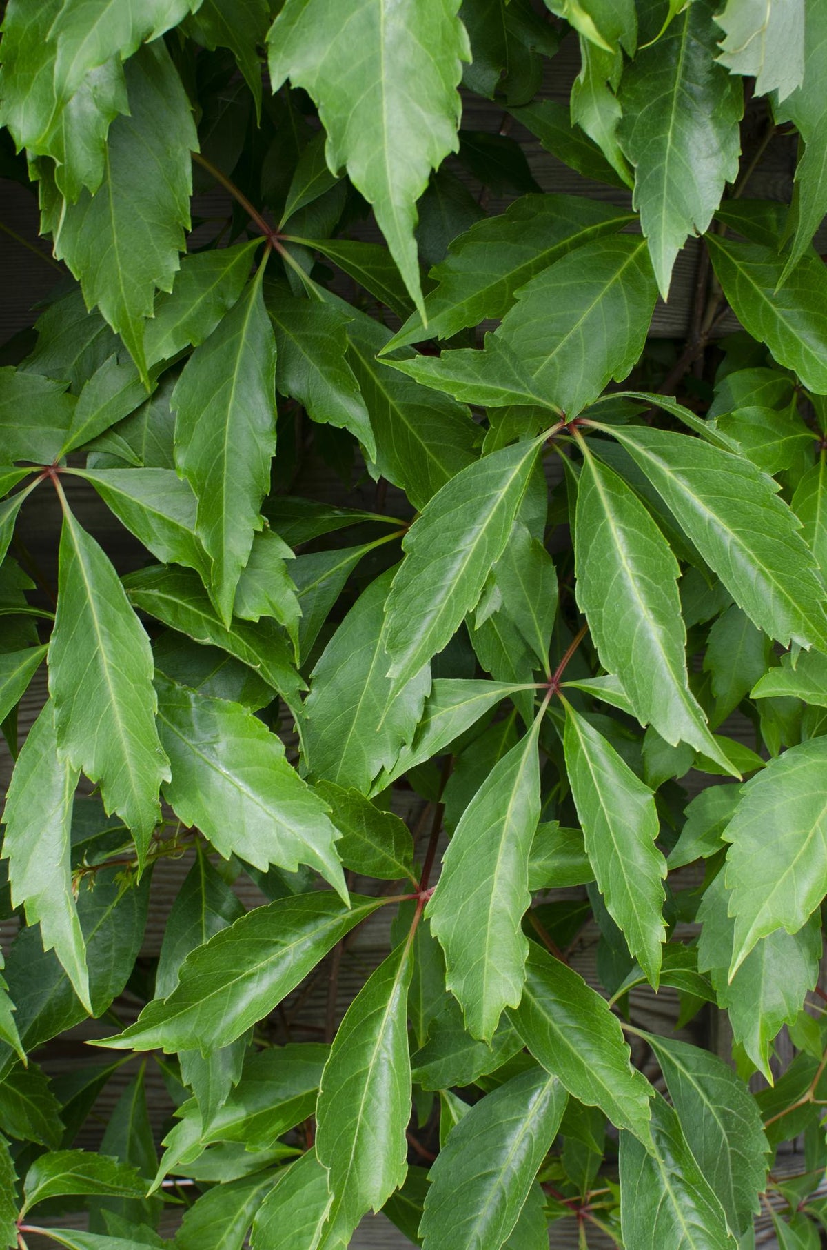 Parthenocissus quinquefolia ‘Engelmannii’ – Pnoucí réva – D15cm x V65cm - Verdeia - 2