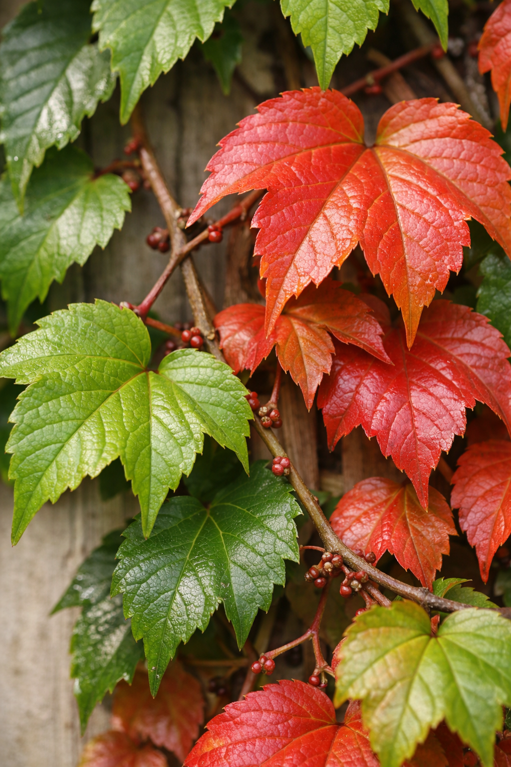 primer pla de les fulles acolorides del Parthenocissus tricuspidata — Parra verge