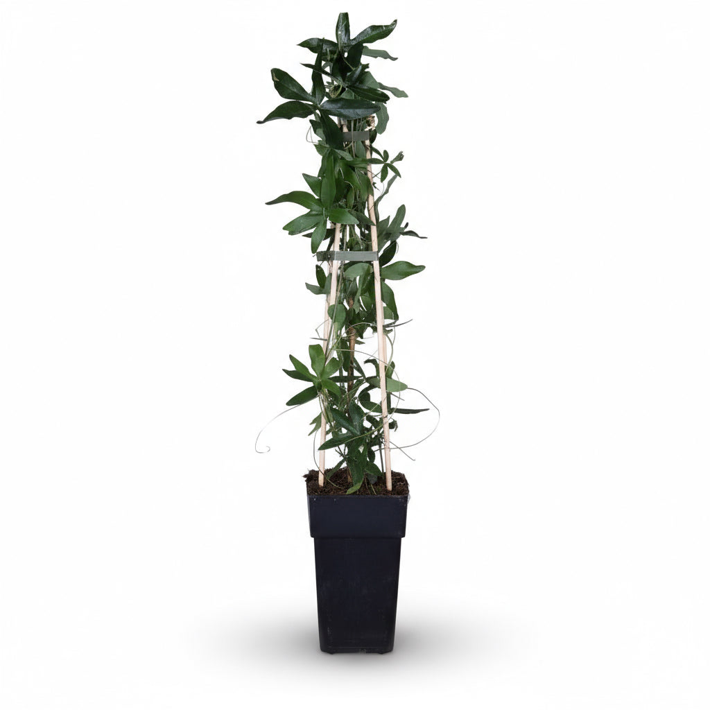 Passiflora caerulea – Flor de la Pasión azul – D15cm x A65cm - Verdeia - 2