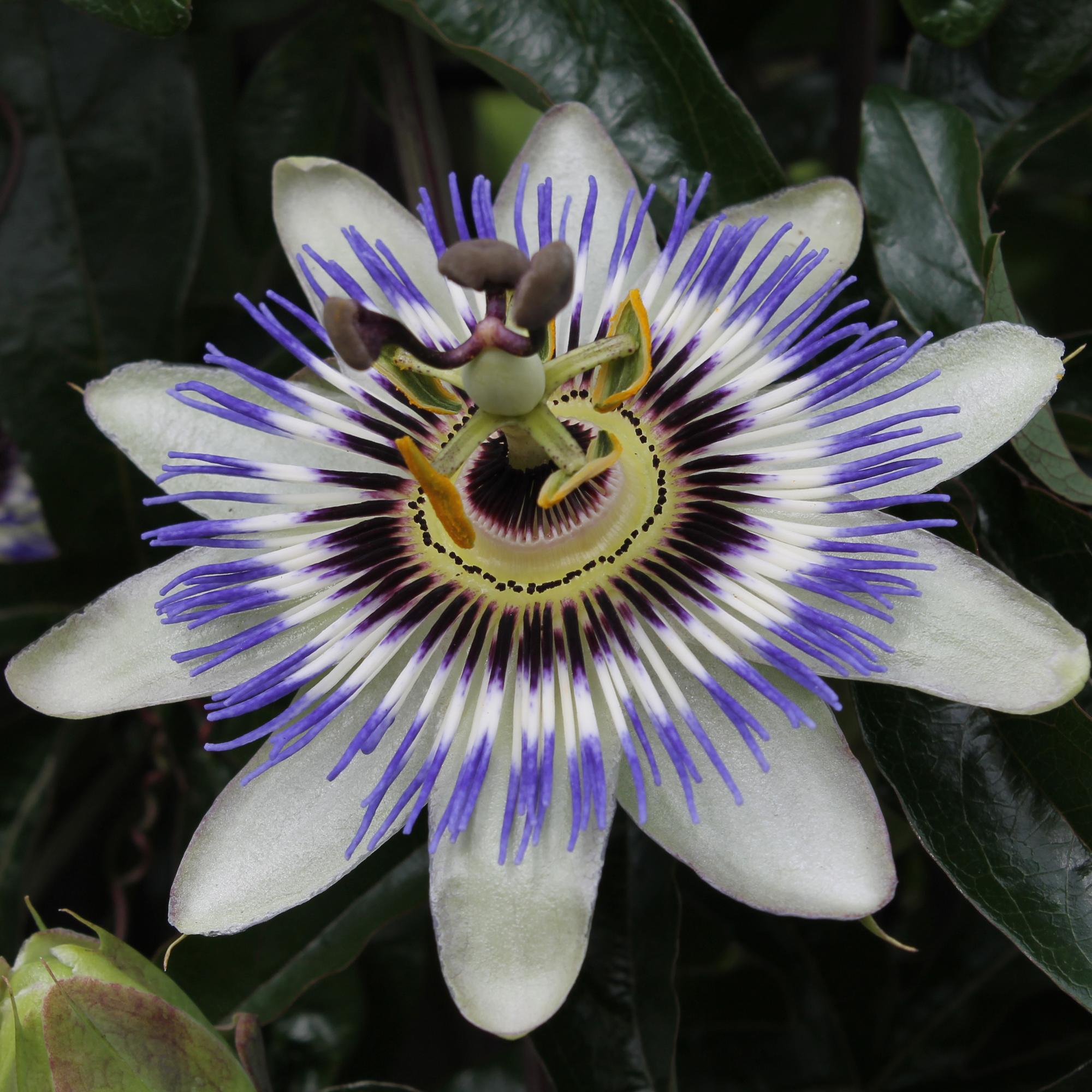 Passiflora caerulea – Fleur de la Passion bleue – D15cm x H65cm - Verdeia