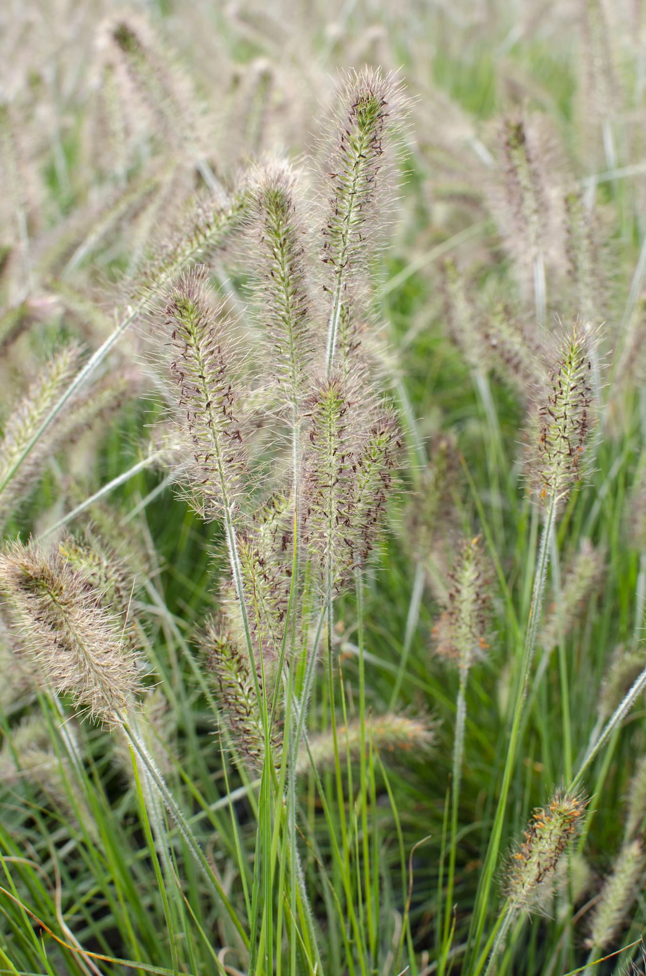 Pennisetum alopecuroides Hameln (Herbe aux écouvillons) - Verdeia - 2