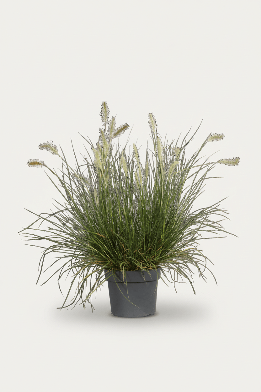 Pennisetum alopecuroides Hameln (Herbe aux écouvillons) - Verdeia - 1