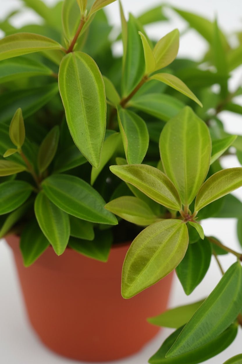 Peperomia angulata Rocca Verde - H15 cm | Pot Ø11 cm - Verdeia - 2