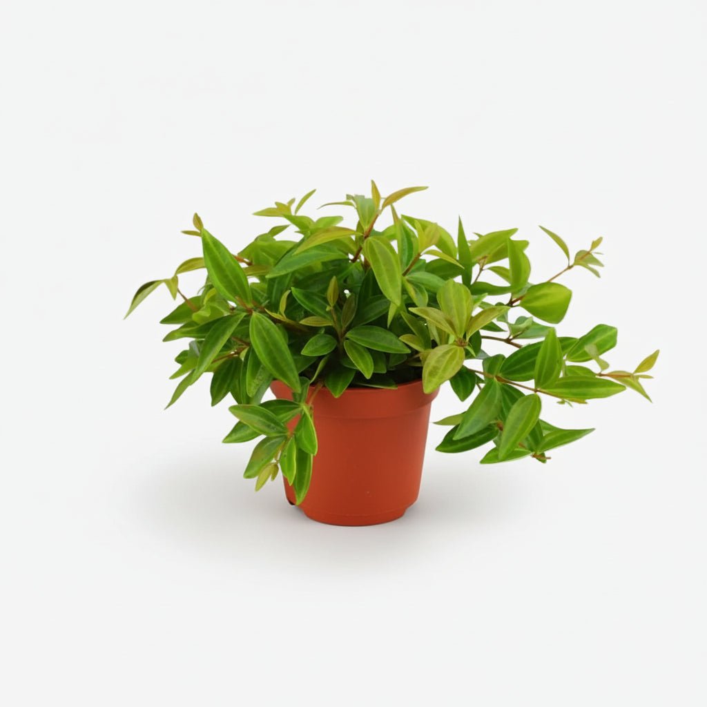 Peperomia angulata Rocca Verde - H15 cm | Pot Ø11 cm - Verdeia - 1