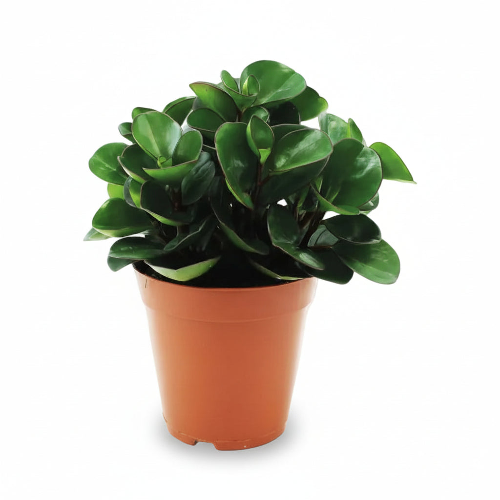 Peperomia Burning Bush — Ø15 cm — H25 cm - Verdeia - 1