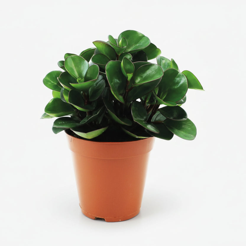 Peperomia Burning Bush — Ø15 cm — H25 cm - Verdeia - 1