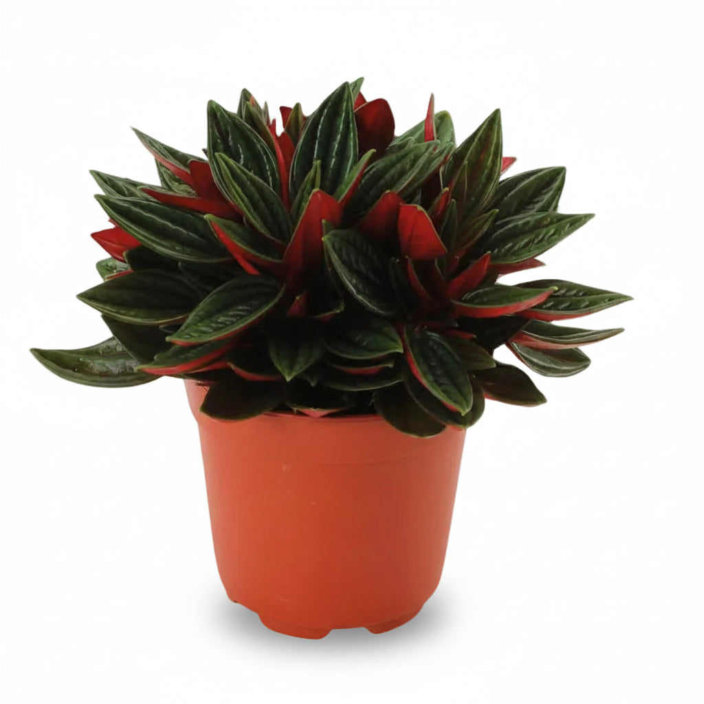 Peperomia caperata ‘Rosso’ — Ø11 cm — H15 cm - Verdeia - 1