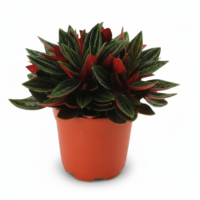 Peperomia caperata ‘Rosso’ — Ø11 cm — H15 cm - Verdeia - 1
