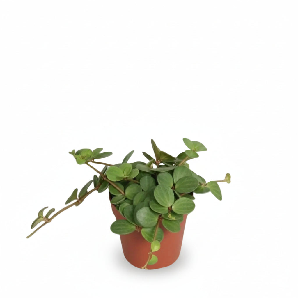 Peperomia Hope — Ø12 cm — H15 cm - Verdeia - 1