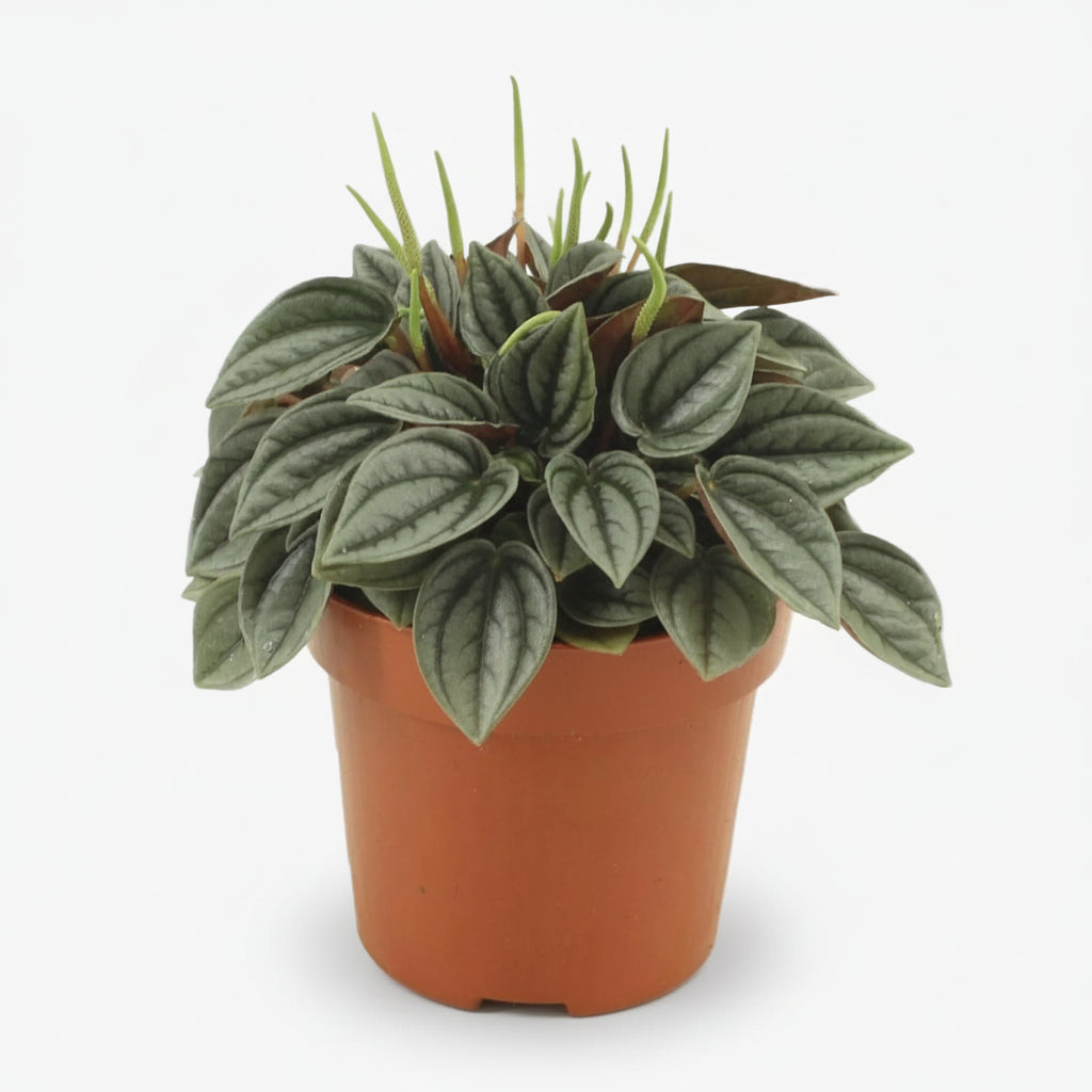 Peperomia Napoli Nights — Ø11 cm — H15 cm - Verdeia - 1