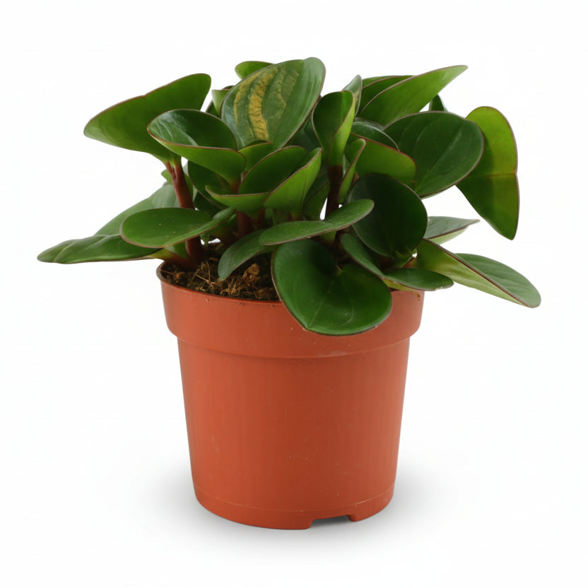 Peperomia Obtipan på hvid baggrund i sin okkerfarvede plantepotte