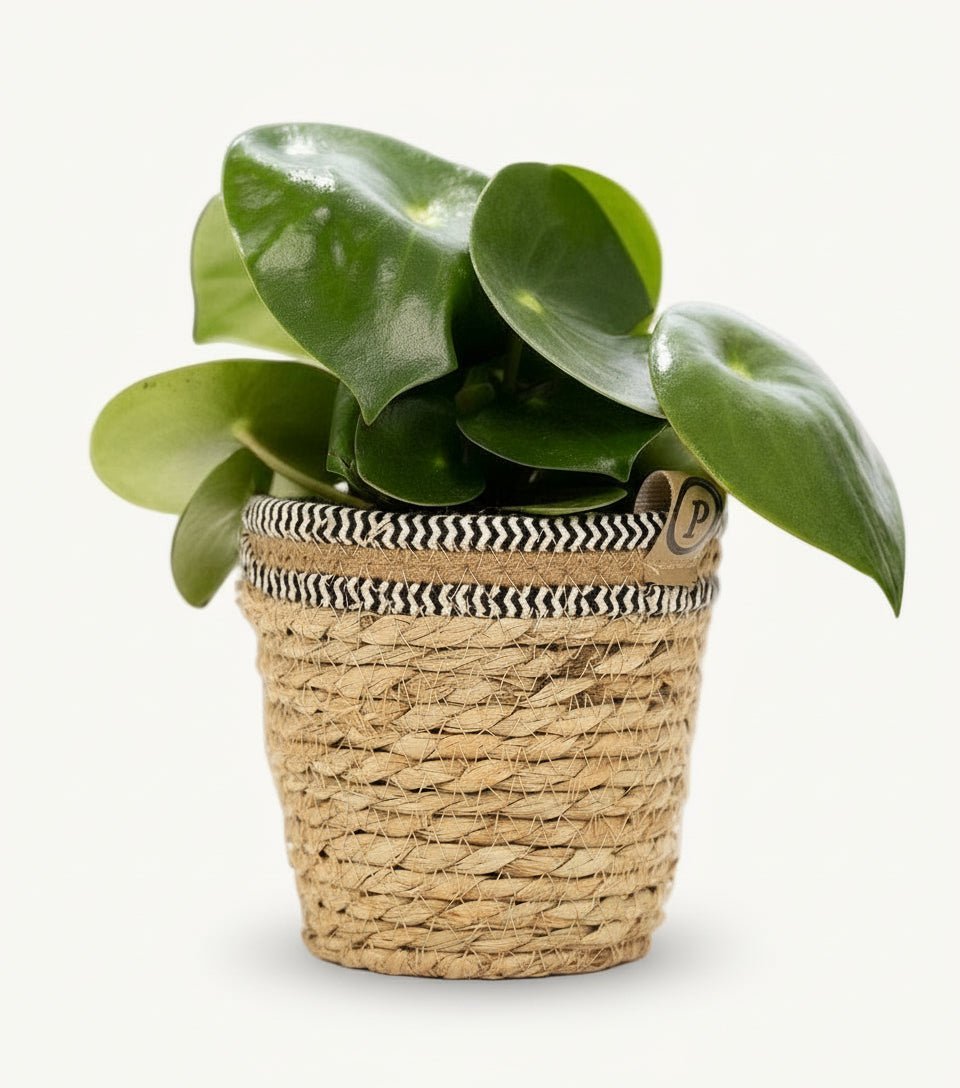 Peperomia Raindrop — Ø12 x H25 cm — Lista para colocar — Cesta natural - Verdeia - 1