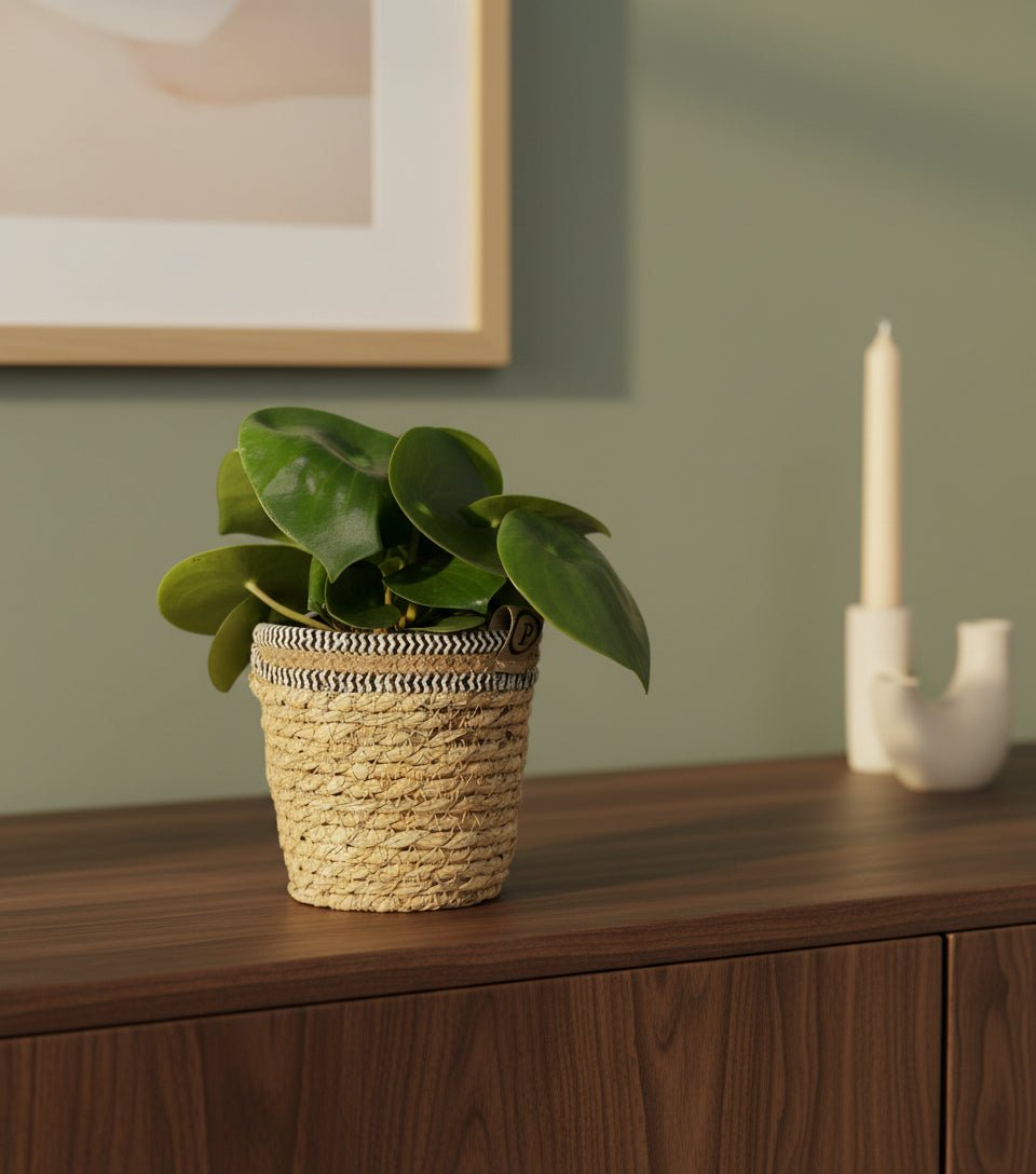 Peperomia Raindrop — Ø12 x H25 cm — Lista para colocar — Cesta natural - Verdeia - 4