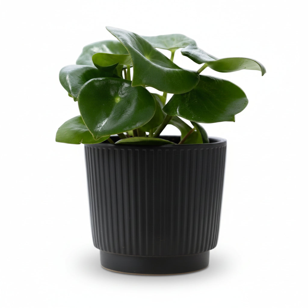 Peperomia Raindrop — Ø12 x H25 cm — Prête à poser — Céramique noire - Verdeia - 1